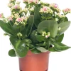 Kalanchoe (Kalanchoe 'Queen') hellrosa D 14 H 26 cm