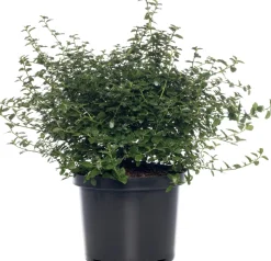 Kalifornischer Flieder (Ceanothus thyrsiflorus var. repens) D 23 H 35 cm