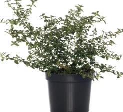 Kalifornischer Flieder (Ceanothus thyrsiflorus var. repens) D 17 H 20 cm