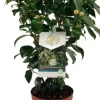Kamelie (Camelia japonica 'Brushfield's Yellow') D 19 H 55 cm