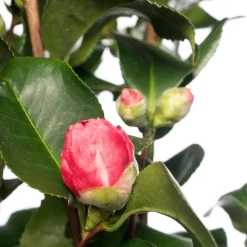 Kamelie (Camellia japonica) D 15 H 40 cm
