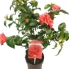 Kamelie (Camellia reticulata 'Mary Williams') D 19 H 55 cm