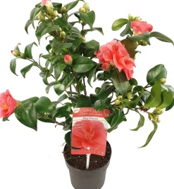 Kamelie (Camellia reticulata 'Mary Williams') D 19 H 55 cm