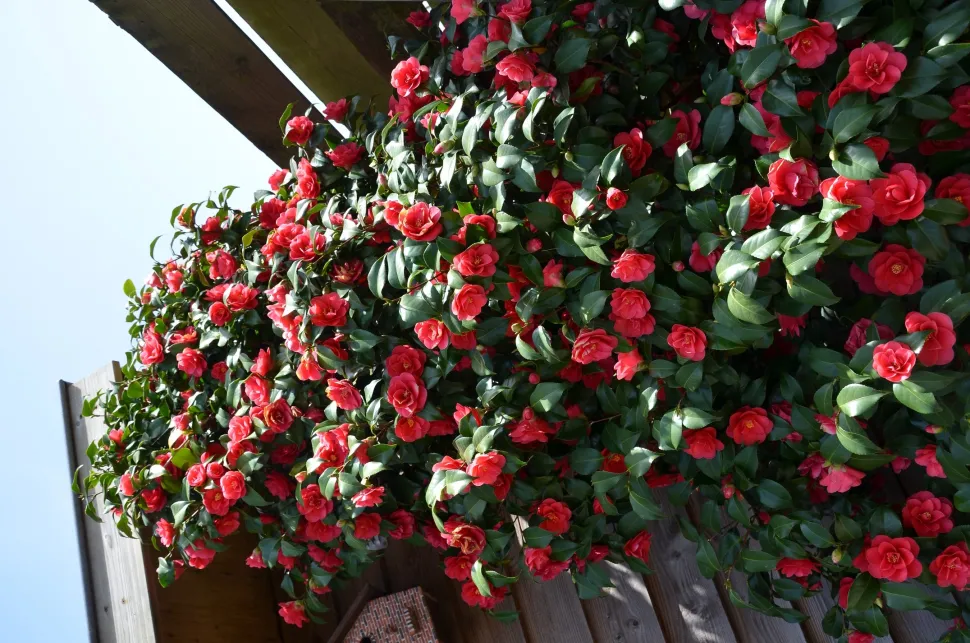 Kamelie (Camellia reticulata 'Mary Williams') D 19 H 55 cm