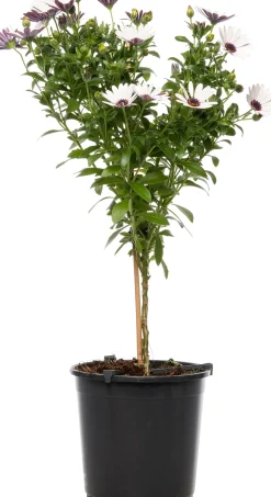 Kapkörbchen (Osteospermum) Stämmchen D 19 H 75 cm