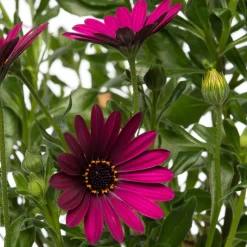 Kapkörbchen (Osteospermum) Stämmchen D 19 H 75 cm