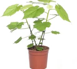 Kapländische Zimmerlinde (Sparmannia africana) D 17 H 45 cm