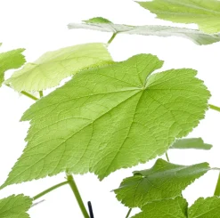 Kapländische Zimmerlinde (Sparmannia africana) D 17 H 45 cm