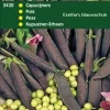 Kapuziner-Erbsen (Pisum sativum 'Ezetha') Samen