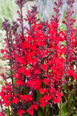 Kardinals-Lobelie (Lobelia cardinalis) D 18 H 30 cm