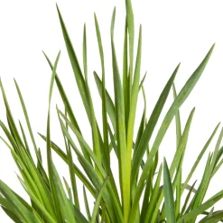 Kartäusernelke (Dianthus carthusianorum) D 11 H 10 cm