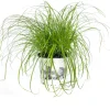 Katzengras (Cyperus alternifolius 'Zumula') D 12 cm H 30 cm
