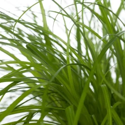 Katzengras (Cyperus alternifolius 'Zumula') D 12 cm H 30 cm