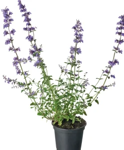 Katzenminze (Nepeta faassenii) D 17 H 30 cm