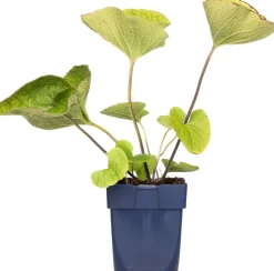 Kaukasusvergissmeinnicht (Brunnera macrophylla) D 11 H 10 cm