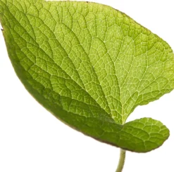 Kaukasusvergissmeinnicht (Brunnera macrophylla) D 11 H 10 cm