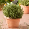 Küchen-Thymian (Thymus Vulgaris 'Faustini')