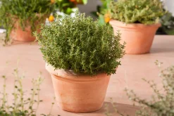 Küchen-Thymian (Thymus Vulgaris 'Faustini')