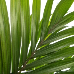 Kentia Palme (Howea forsteriana) D 24 H 160 cm