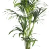 Kentia Palme (Howea forsteriana) D 24 cm H 140 cm