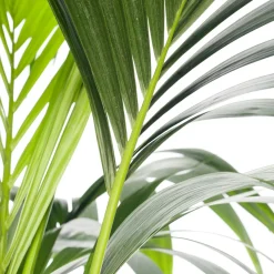 Kentia Palme (Howea forsteriana) D 24 cm H 140 cm