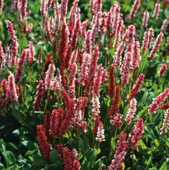 Kerzenknöterich (Persicaria Amplexicaulis 'Darjeeling Red') D 11 H 20 cm