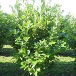 Kirschlorbeer (Prunus laurocerasus 'Rotundifolia') D 17 H 40 cm