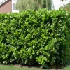 Kirschlorbeer (Prunus laurocerasus 'Etna') D 32 H 200 cm