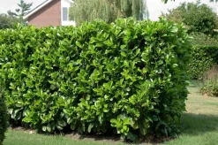 Kirschlorbeer (Prunus laurocerasus 'Etna') D 32 H 200 cm