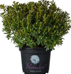 Kleinblättriger Rhododendron (Rhododendron micranthum 'Bloombux') D 23 H 30 cm