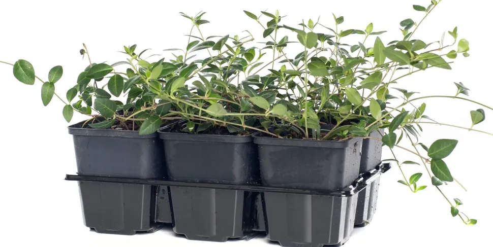 Kleines Immergrün (Vinca minor 'Ralph Shugert') D 9 cm