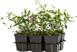 Kleines Immergrün (Vinca minor 'Atropurpurea') D 9 cm