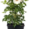 Kletterrose (Rosa 'Climbing Iceberg')
