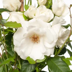 Kletterrose (Rosa 'Climbing Iceberg')