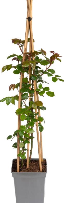 Kletterrose (Rosa 'Compassion')