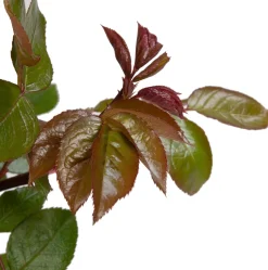 Kletterrose (Rosa 'Compassion')