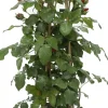 Kletterrose (Rosa 'Jive Courtyard') D 23 H 70 cm