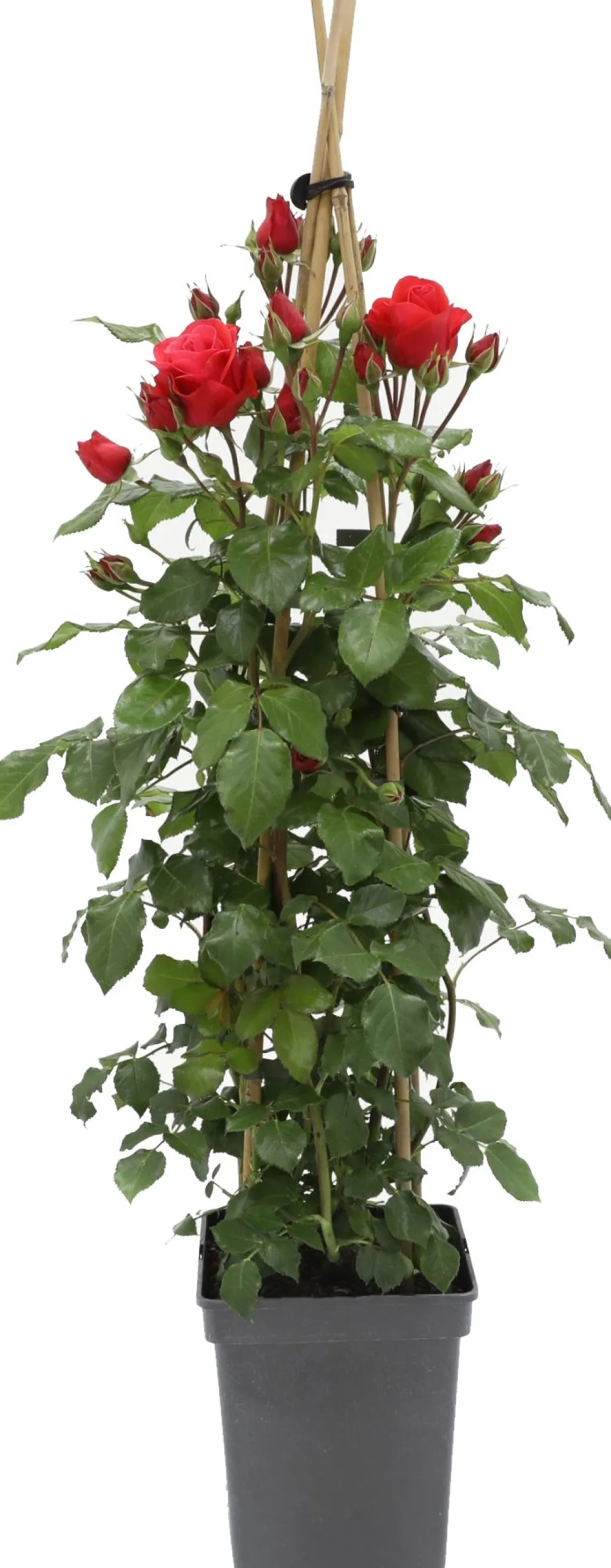 Kletterrose (Rosa 'Jive Courtyard') D 23 H 70 cm