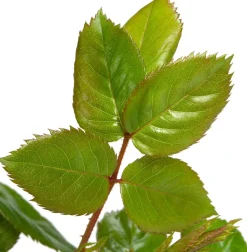 Kletterrose (Rosa 'Lichtkönigin Lucia')