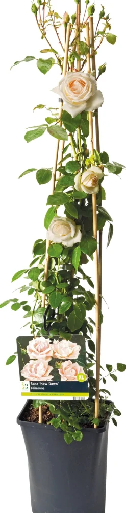 Kletterrose (Rosa 'New Dawn') D 23 H 35 cm