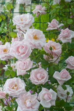 Kletterrose (Rosa 'New Dawn') D 23 H 35 cm