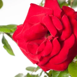 Kletterrose (Rosa 'Santana')