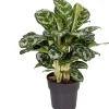 Kolbenfaden (Aglaonema 'Amazon Silver') D 19 H 45 cm