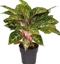 Kolbenfaden (Aglaonema 'Coco Melon') D 19 H 45 cm