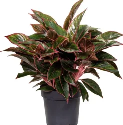 Kolbenfaden (Aglaonema 'Jungle Red') D 19 H 45 cm