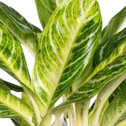 Kolbenfaden (Aglaonema 'Keylime') D 24 H 70 cm