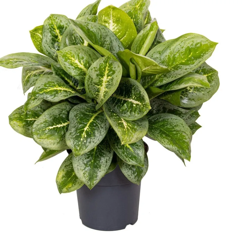 Kolbenfaden (Aglaonema 'Lemon Mint') D 19 H 45 cm
