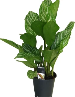 Kolbenfaden (Aglaonema 'Stripes') D 17 H 60 cm