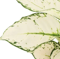 Kolbenfaden (Aglaonema 'White Joy') D 12 H 35 cm