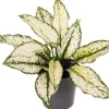 Kolbenfaden (Aglaonema 'White Kiwi') D 12 H 35 cm
